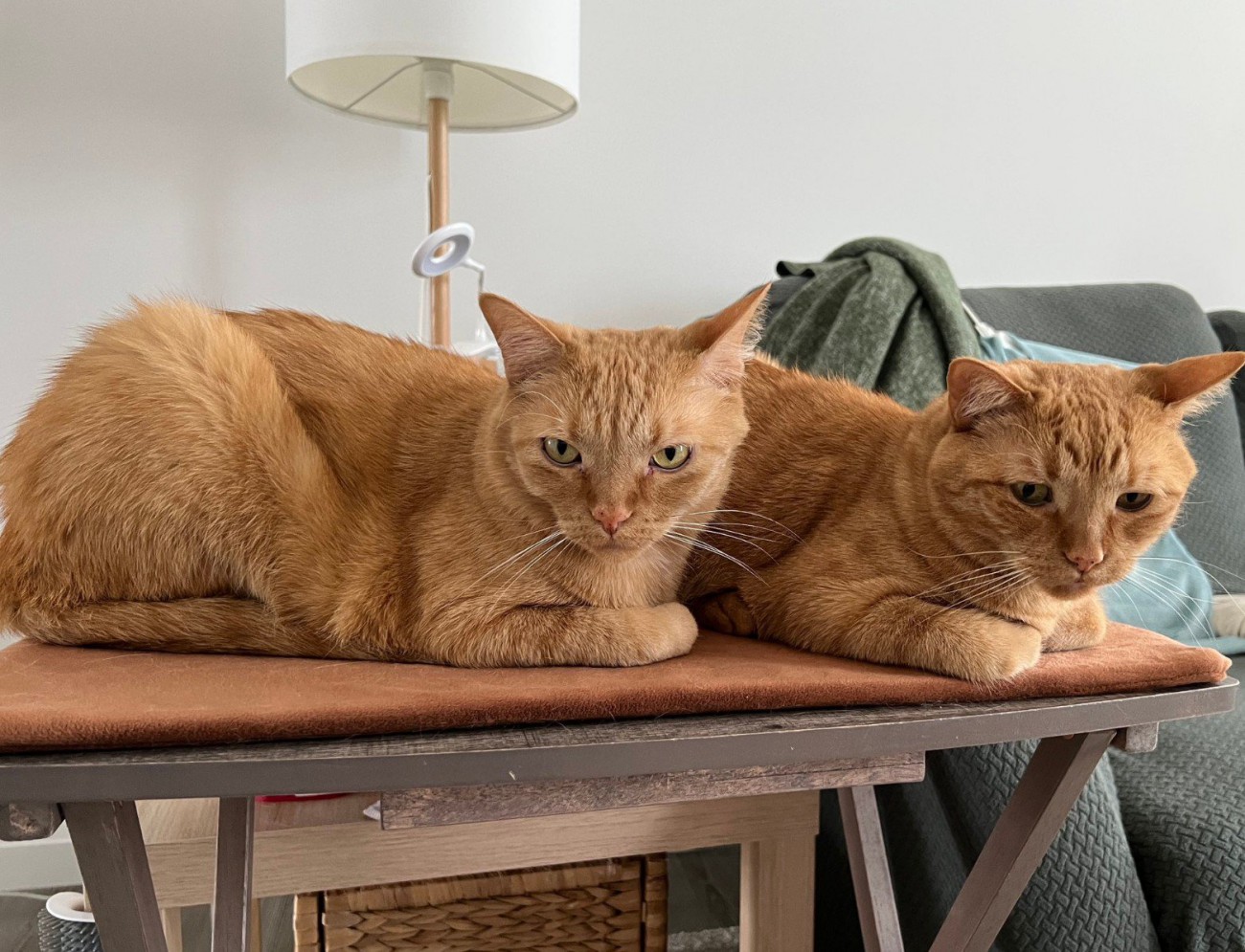 並んで座る猫2匹