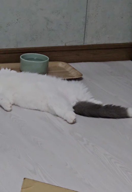 仰向けになって寝ている猫の足