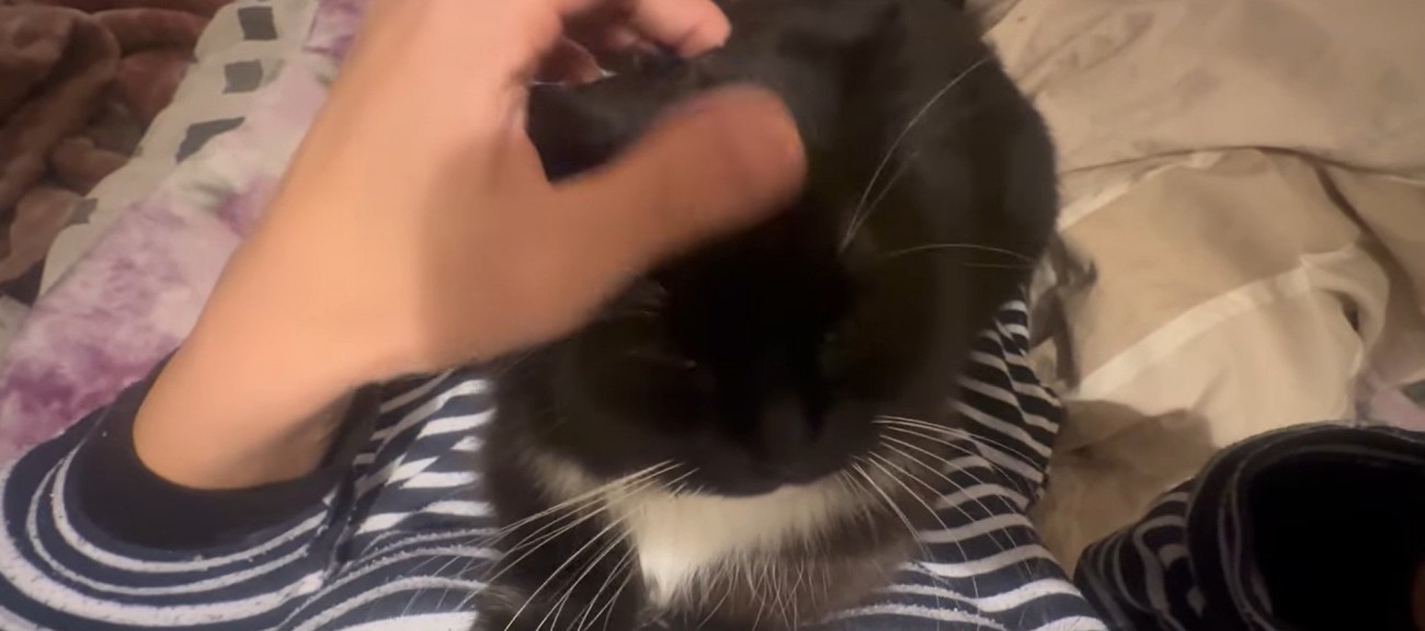 人の上に乗っている猫