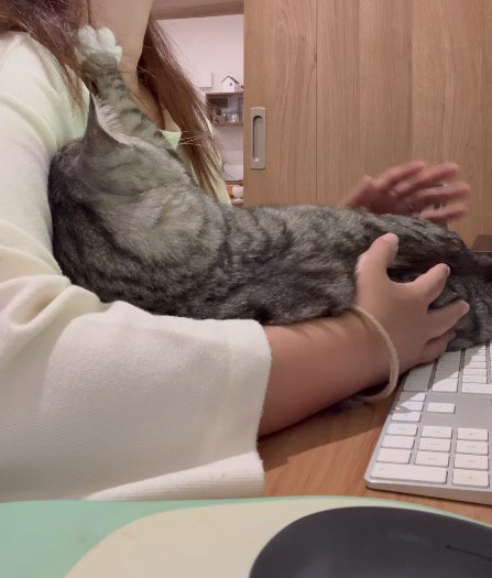 女性に撫でられてリラックスする猫