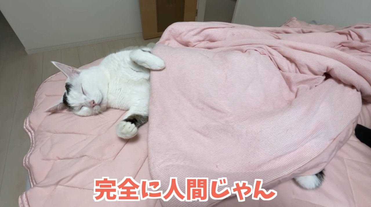 仰向けで寝ている猫