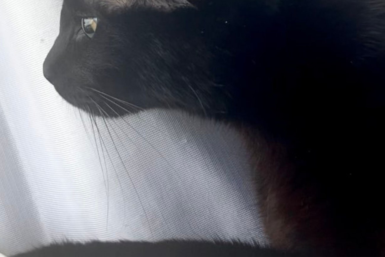 窓辺でくつろぐ黒猫の目元