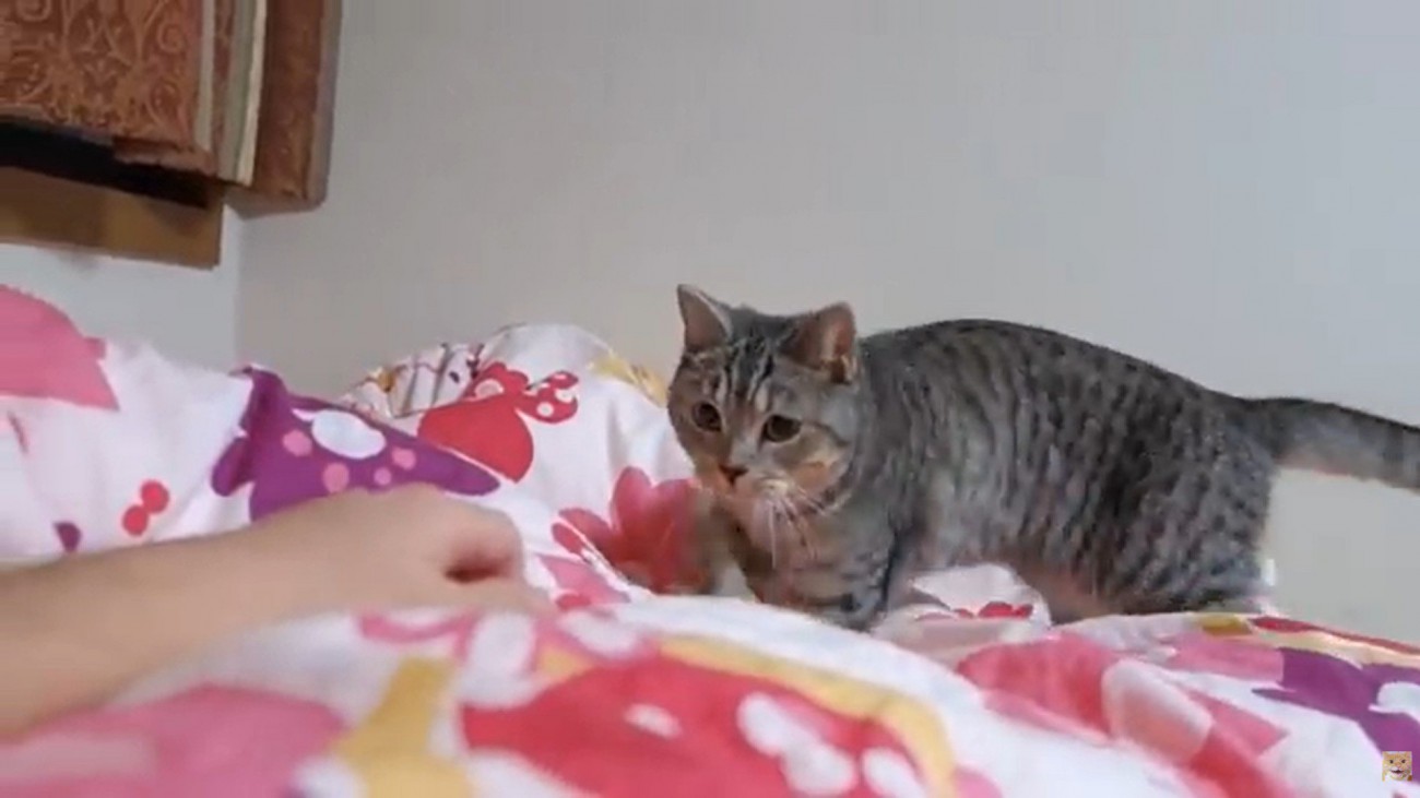 布団の上に立っている猫