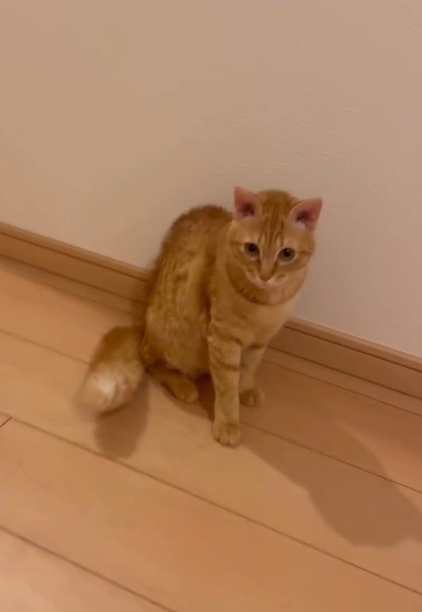 しっぽを逆立て座る猫