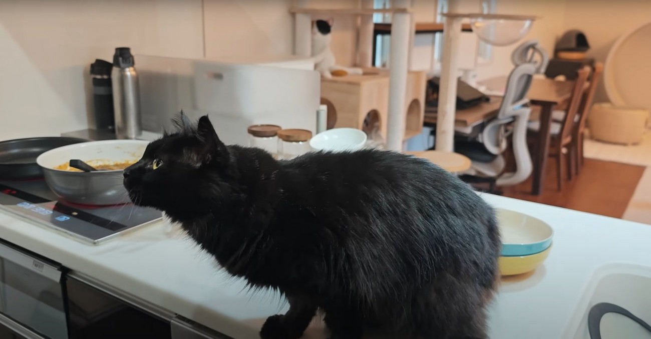 甘えたそうな猫