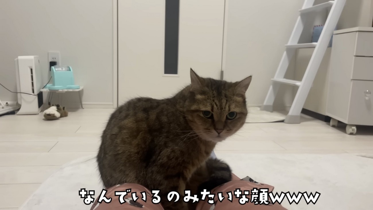 「なんでいるの...」のテロップ写真