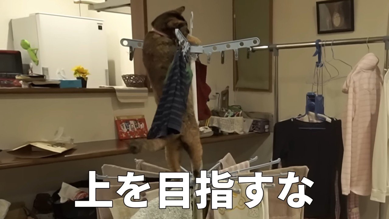 物干し上で2足立ち