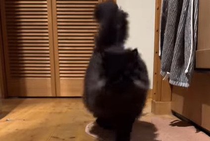 駆け寄ってくる猫