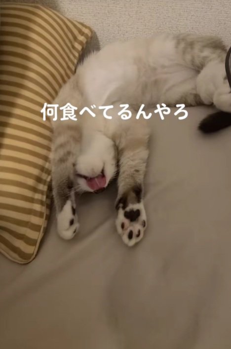 ぺろぺろするねこ