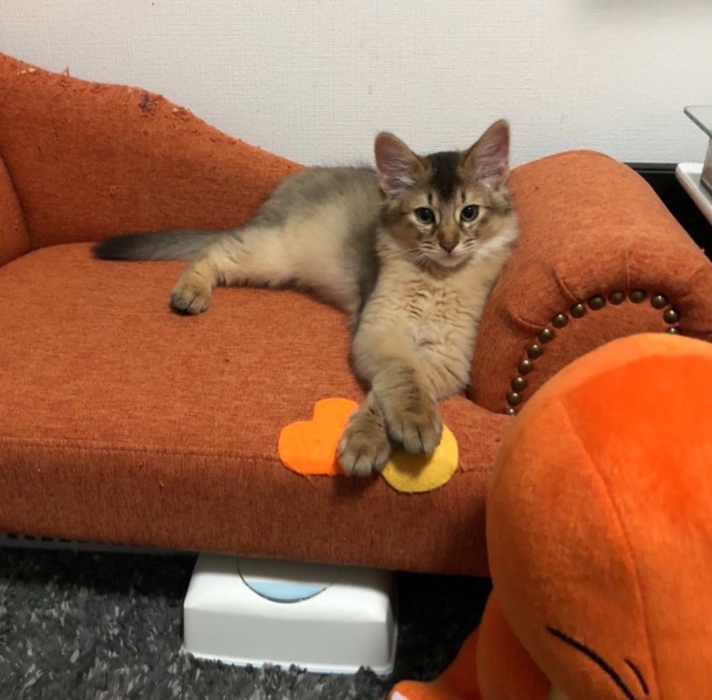 ソファに座る子猫