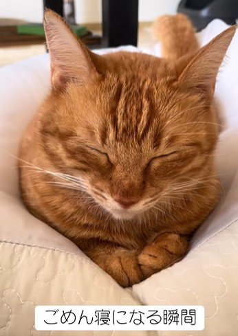 顔が少しずつ下を向いていく猫