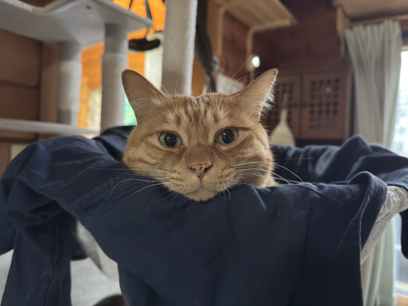 くつろぐゆたくん