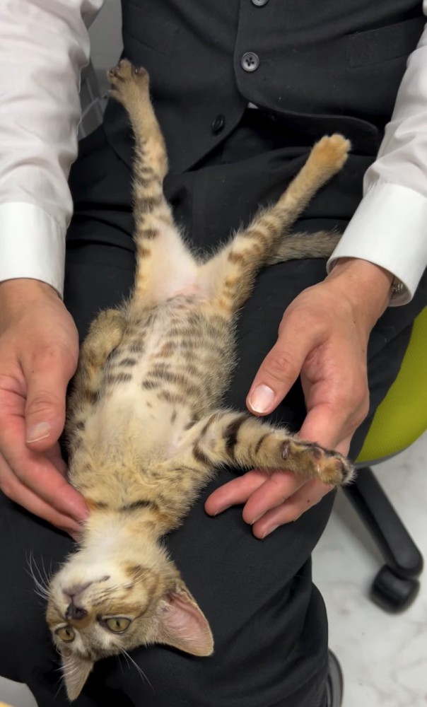 膝の上で仰向けになる子猫