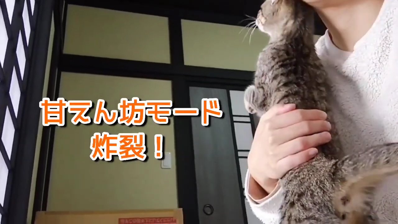 人の顔にスリスリする猫