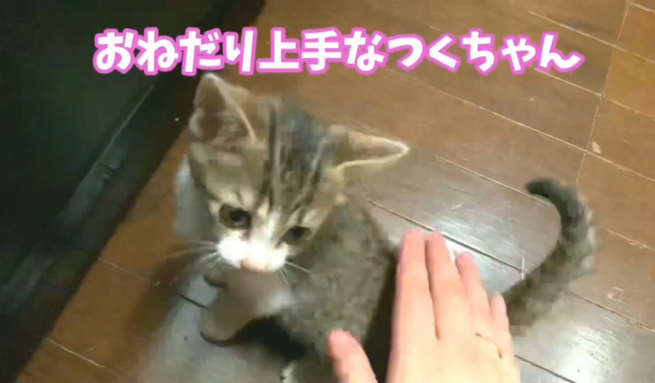 子猫が撫でられている