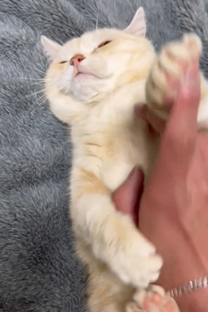 飼い主の指を払いのける猫