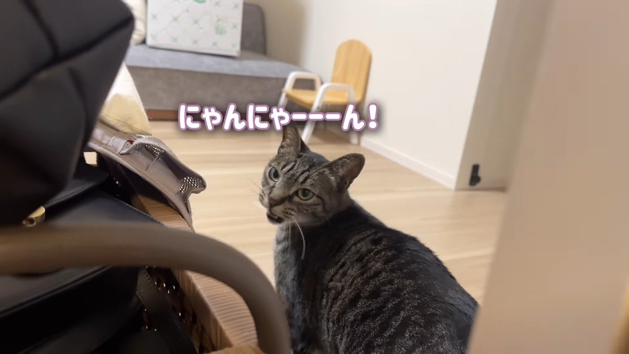 にゃんにゃーーーん！
