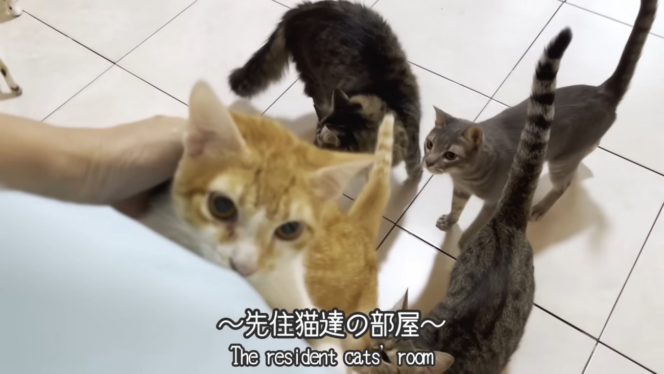 テロップ「先住猫達の部屋」