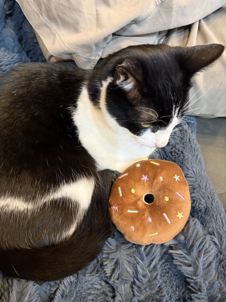 おもちゃに寄り添う猫