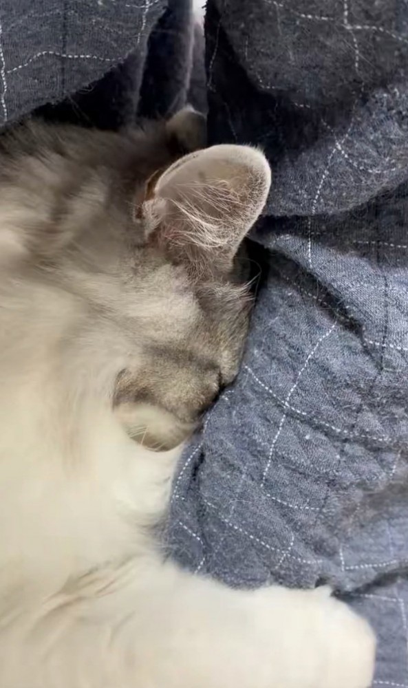 甘えん坊な猫