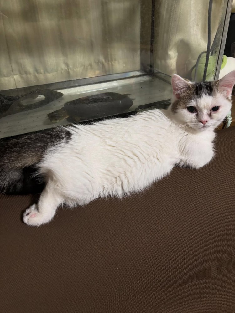 後ろに足を伸ばす子猫