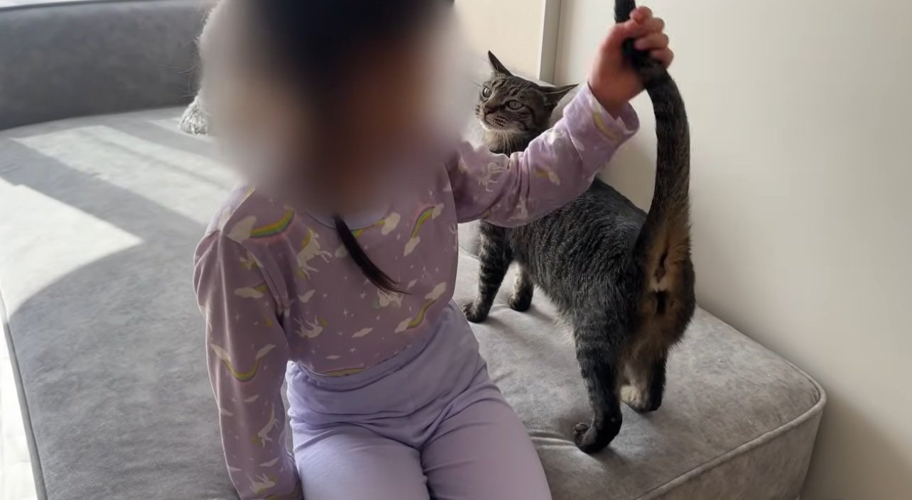 しっぽをさわられている猫