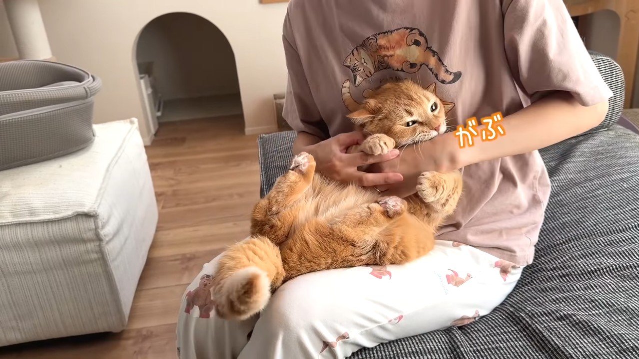がぶ
