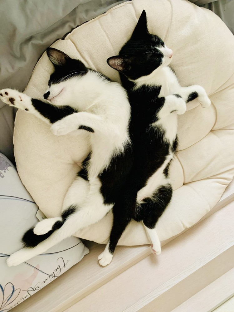 一緒に寝る2匹の猫