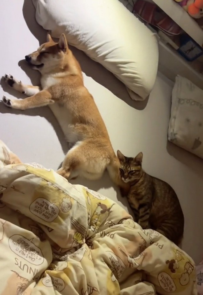 熟睡する猫と犬
