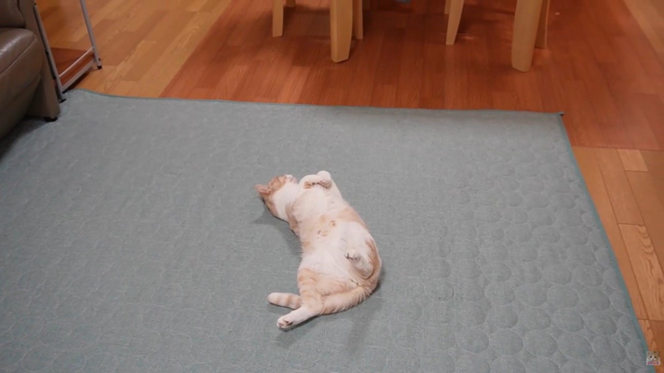 仰向けで床に寝ている猫