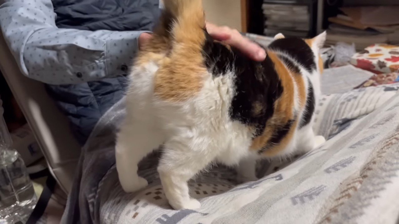 お尻を上げた姿