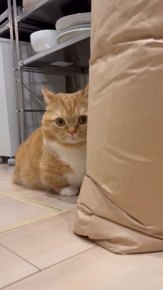 米袋に隠れる猫