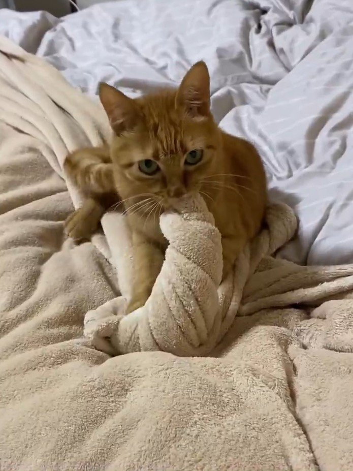 毛布を咥えながらカメラを見つめる猫