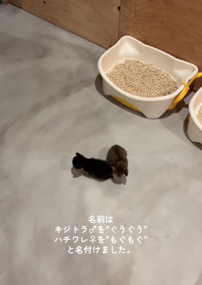 お家を散策する赤ちゃん猫