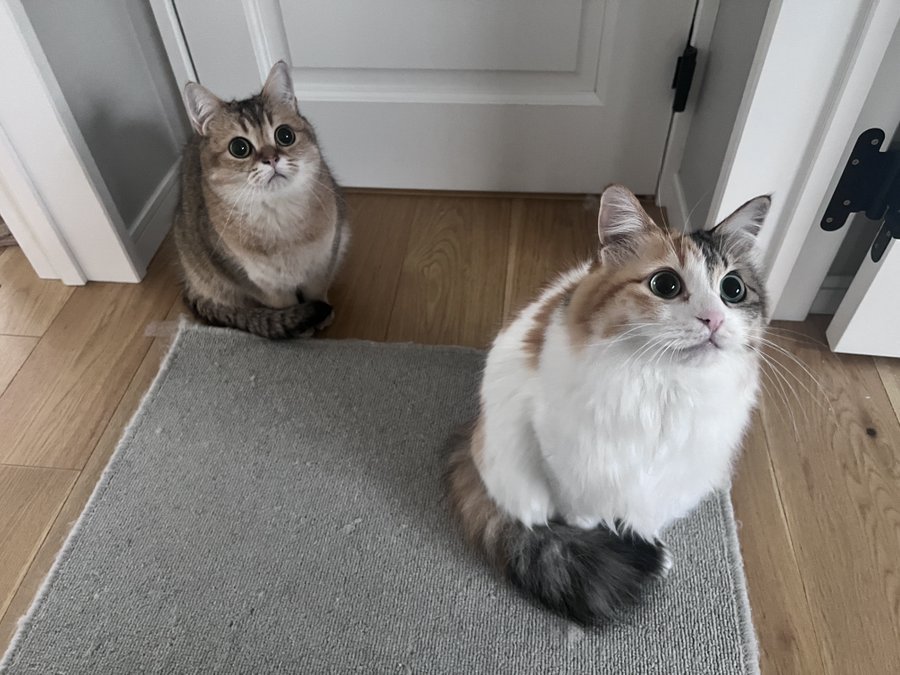 姿勢を正して座る2匹の猫