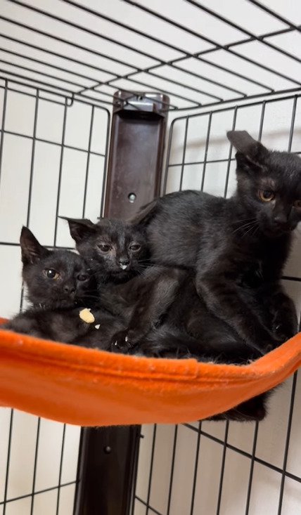 ハンモックで寄り添って落ち着いた様子を見せる黒猫三姉妹