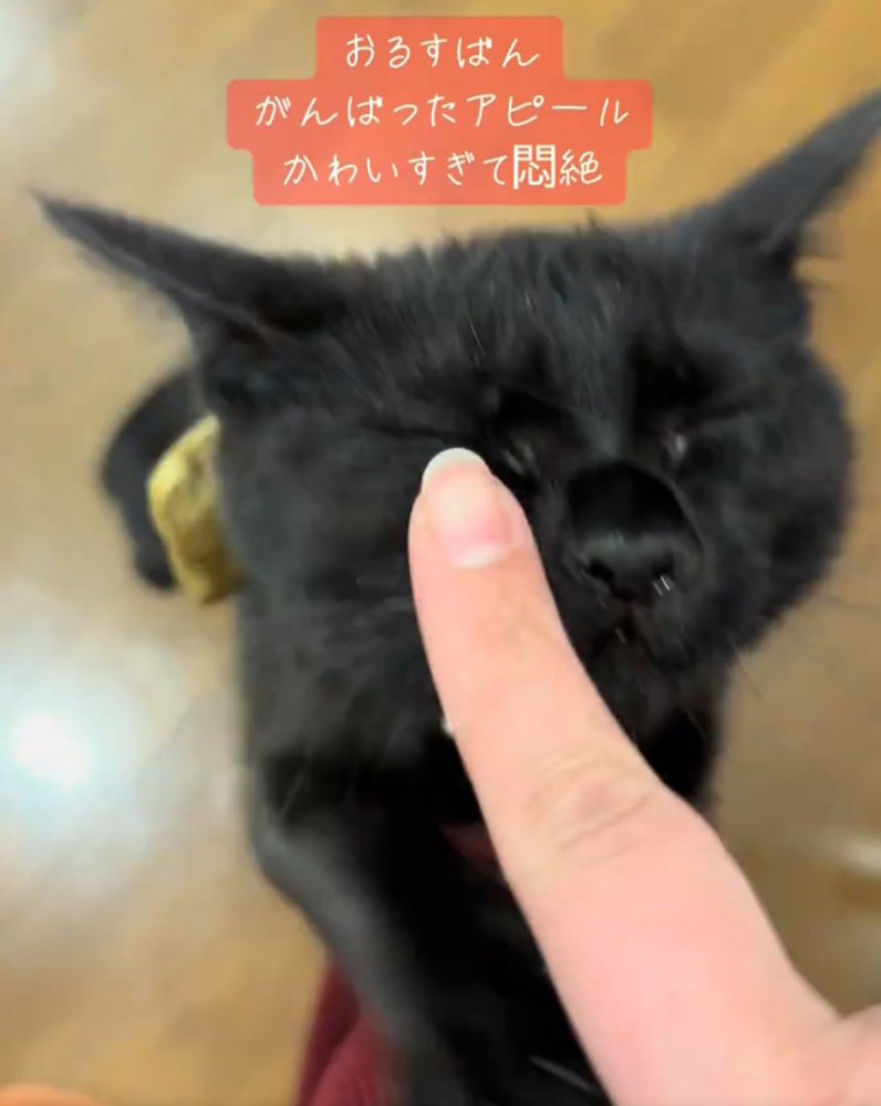 撫でられる猫