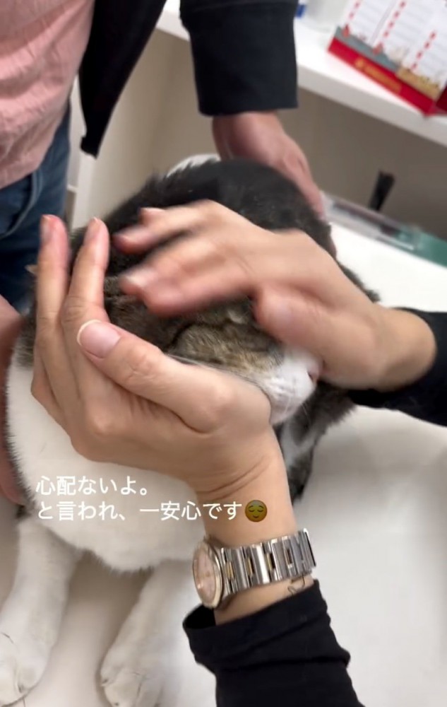 褒められる猫
