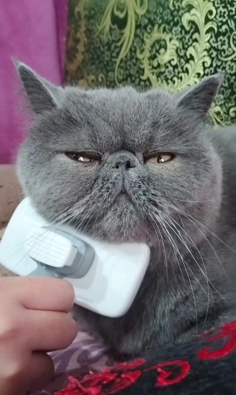 ブラッシングされている猫