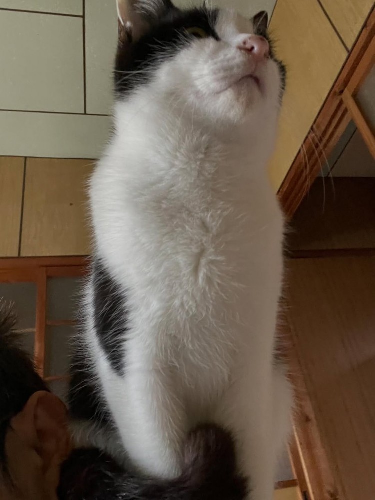 下から見た猫