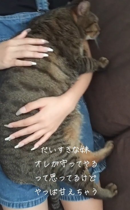 女の子と寝ている猫