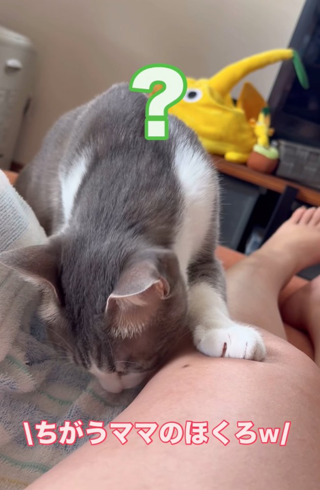 不思議そうな猫