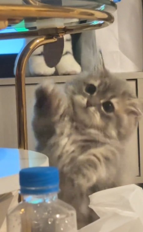 手を伸ばすミヌエットの子猫