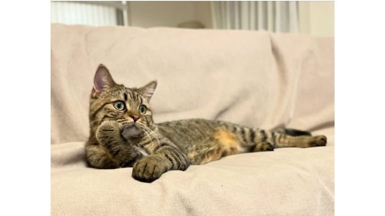 くつろいでいた猫