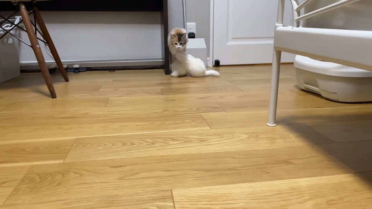 走ってくるうなぎちゃん