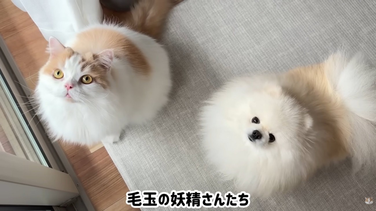 テロップ「毛玉の妖精さんたち」