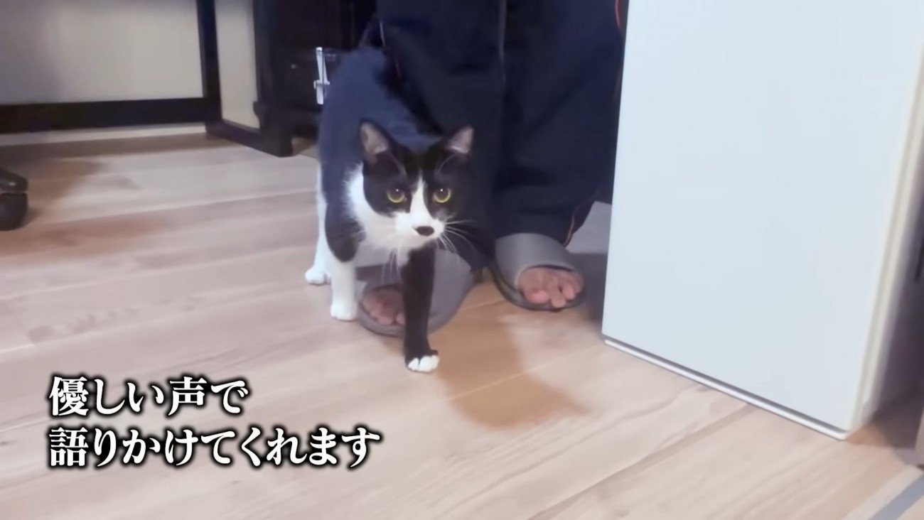 人の足元に立つ子猫