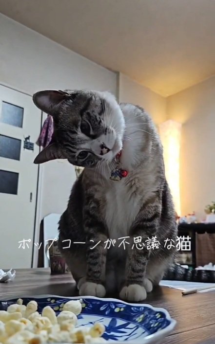 首を傾げるねこ