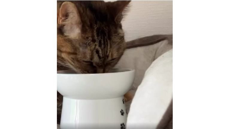 ご飯を食べている猫