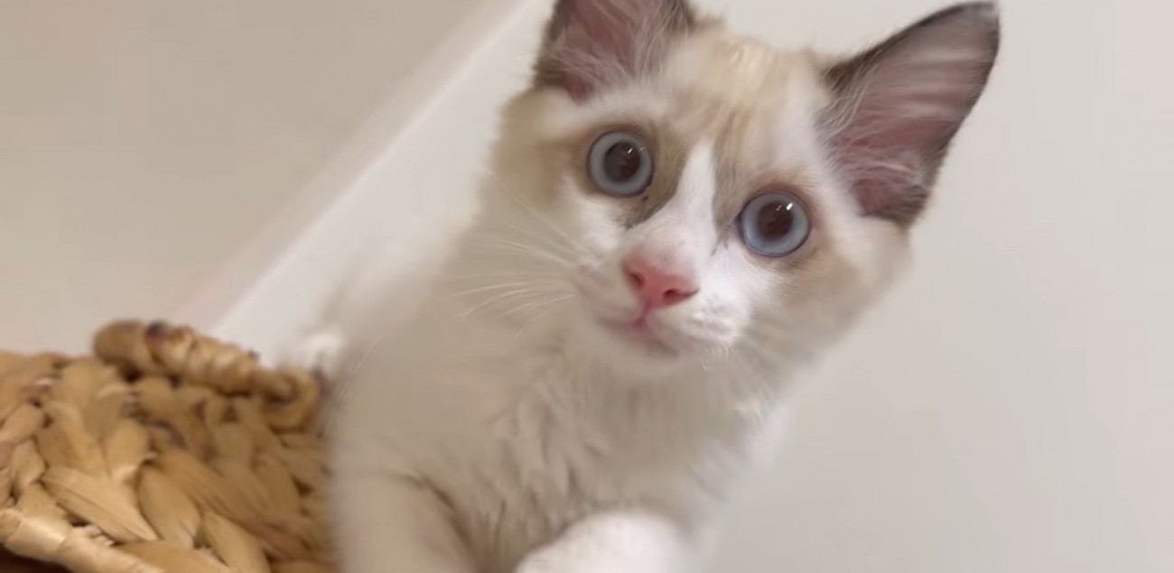 猫じゃらしを持っている赤ちゃんと子猫